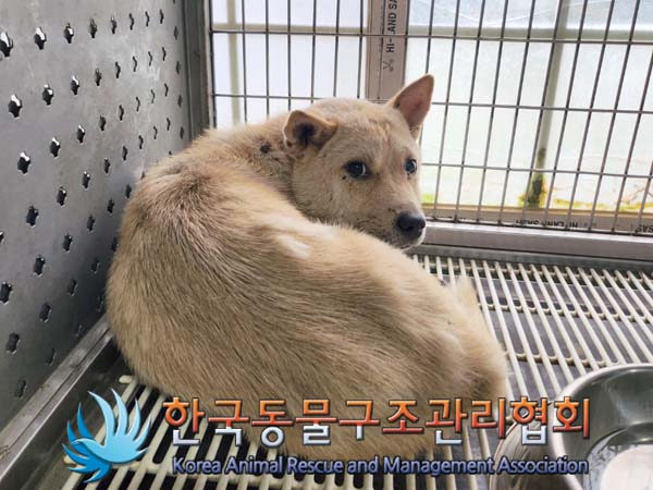 종료(안락사) 믹스…